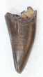 Tyrannosaur Premax Tooth (Aublysodon) - Montana #30472-1
